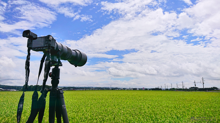 お写ん歩: SIGMA 150-600mm F5-6.3 DG DN OS | Sportsアーカイブ